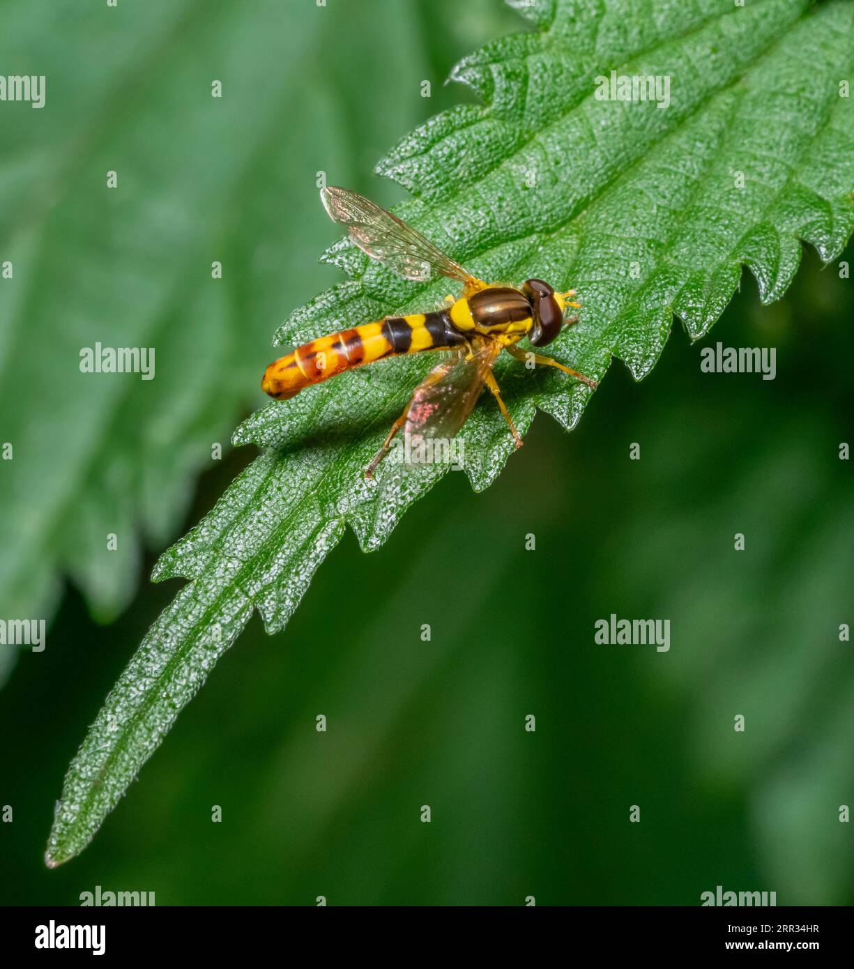 Foto macro di una lunga mosca sospesa su una foglia d'ortica in un'atmosfera soleggiata Foto Stock