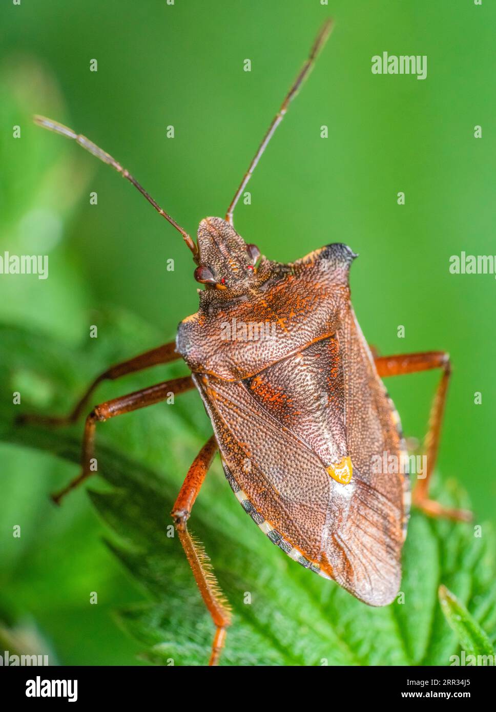 Foto macro di una schermatura con zampe rosse in un ambiente naturale e verde Foto Stock