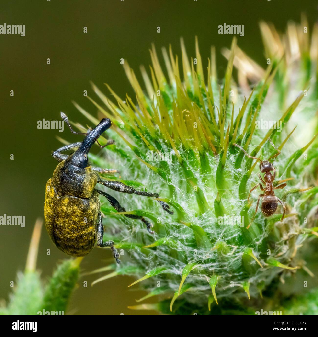 Foto macro di un Cardo canadese Bud Weevil e di una formica sulla testa di un fiore di cardo Foto Stock