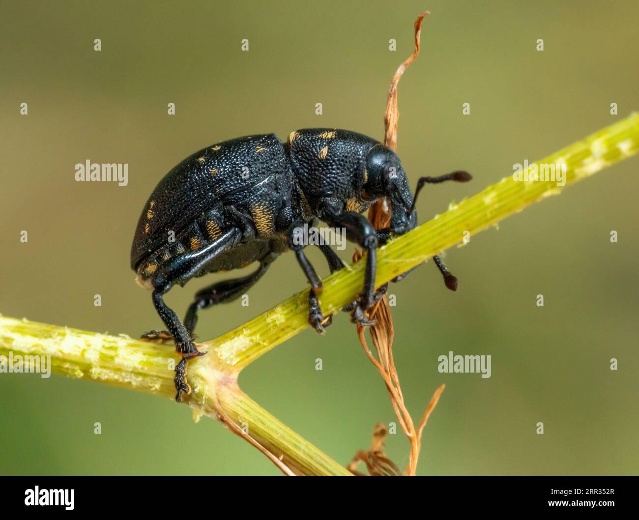 Macro shot laterale con angolo basso che mostra uno scarabeo con muso di Liparus su un gambo verde nella schiena sfocata Foto Stock