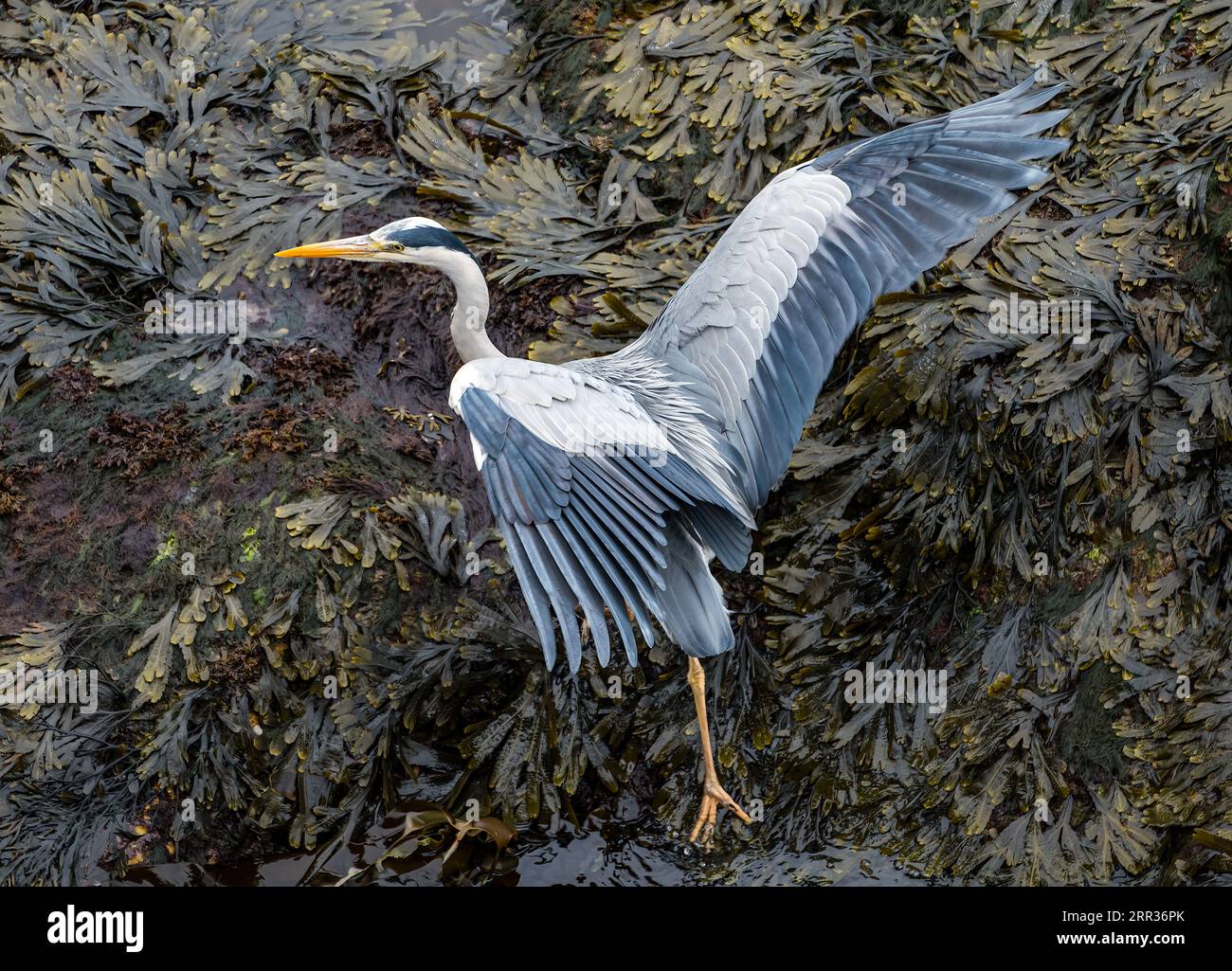 L'airone grigio Ardea cinerea) si tuffa in alghe che battono le ali durante la bassa marea sulla costa rocciosa, Scozia, Regno Unito Foto Stock