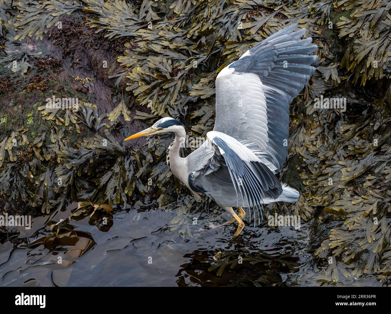 L'airone grigio Ardea cinerea) si tuffa in alghe che battono le ali durante la bassa marea sulla costa rocciosa, Scozia, Regno Unito Foto Stock