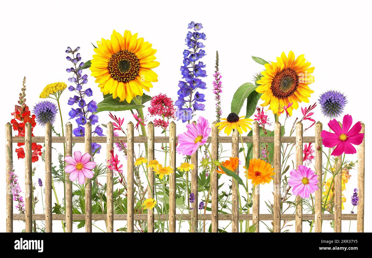 Fiori estivi colorati con recinzione in legno, sfondo trasparente Foto Stock