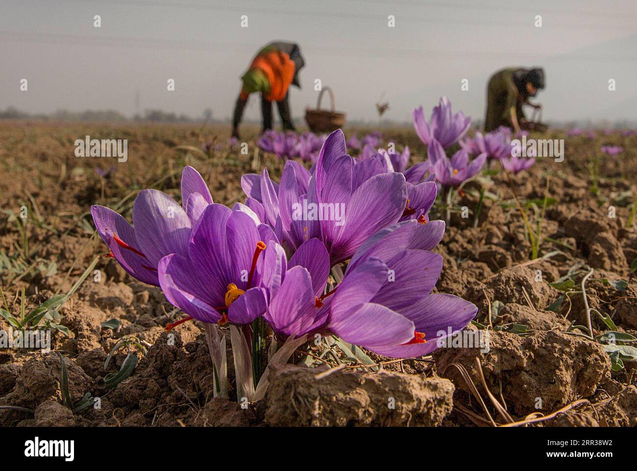 201027 -- SRINAGAR, 27 ottobre 2020 -- gli abitanti del villaggio raccolgono fiori di zafferano nella zona di Pampore di Pulwama, circa 15 km a sud della città di Srinagar, la capitale estiva del Kashmir controllato dagli indiani, 27 ottobre 2020. KASHMIR-SRINAGAR-FIORI DI ZAFFERANO-RACCOLTA JavedxDar PUBLICATIONxNOTxINxCHN Foto Stock