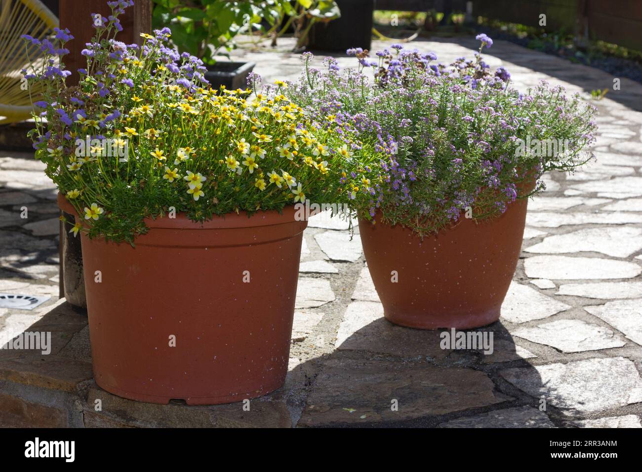 Fiori coltivati in vaso che crescono su un patio. Foto Stock