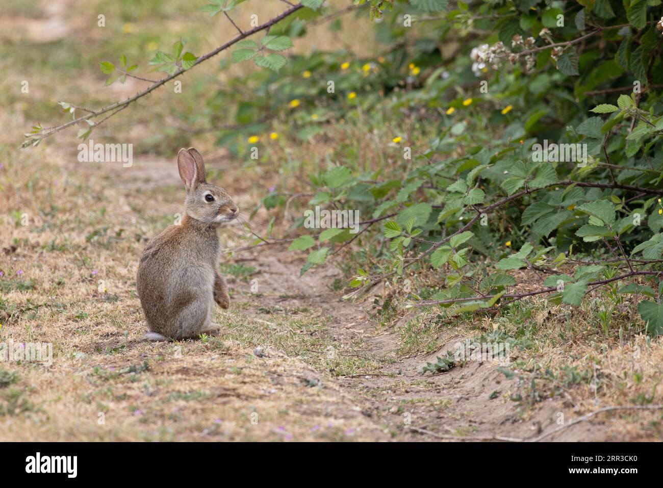 Coniglio (Oryctolagus cuniculus) Norwich giugno 2023 Foto Stock