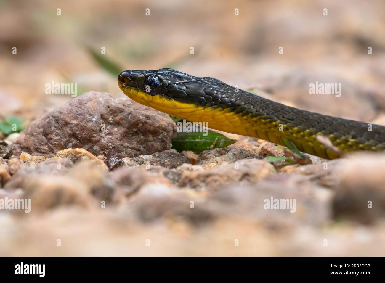 Primo piano di un Brown Vine Snake all'altezza degli occhi su una strada ghiaiosa Foto Stock