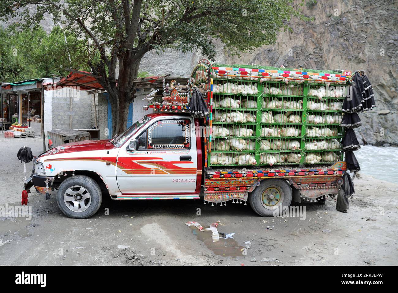 Polli vivi trasportati in Pakistan Foto Stock