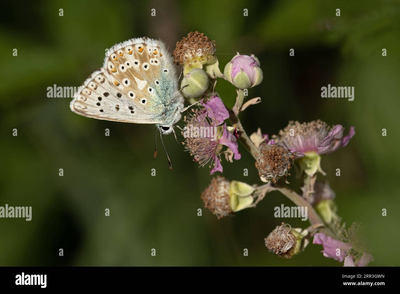 Gesso-colle blu (Polyommatus coridon) Pirenei Spagna ES agosto 2023 Foto Stock