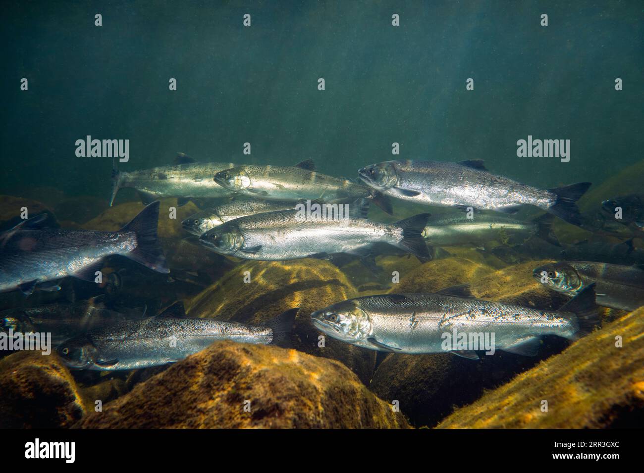 Scuola di salmone Coho in un flusso d'acqua fredda nella Columbia Britannica, Canada. Foto Stock