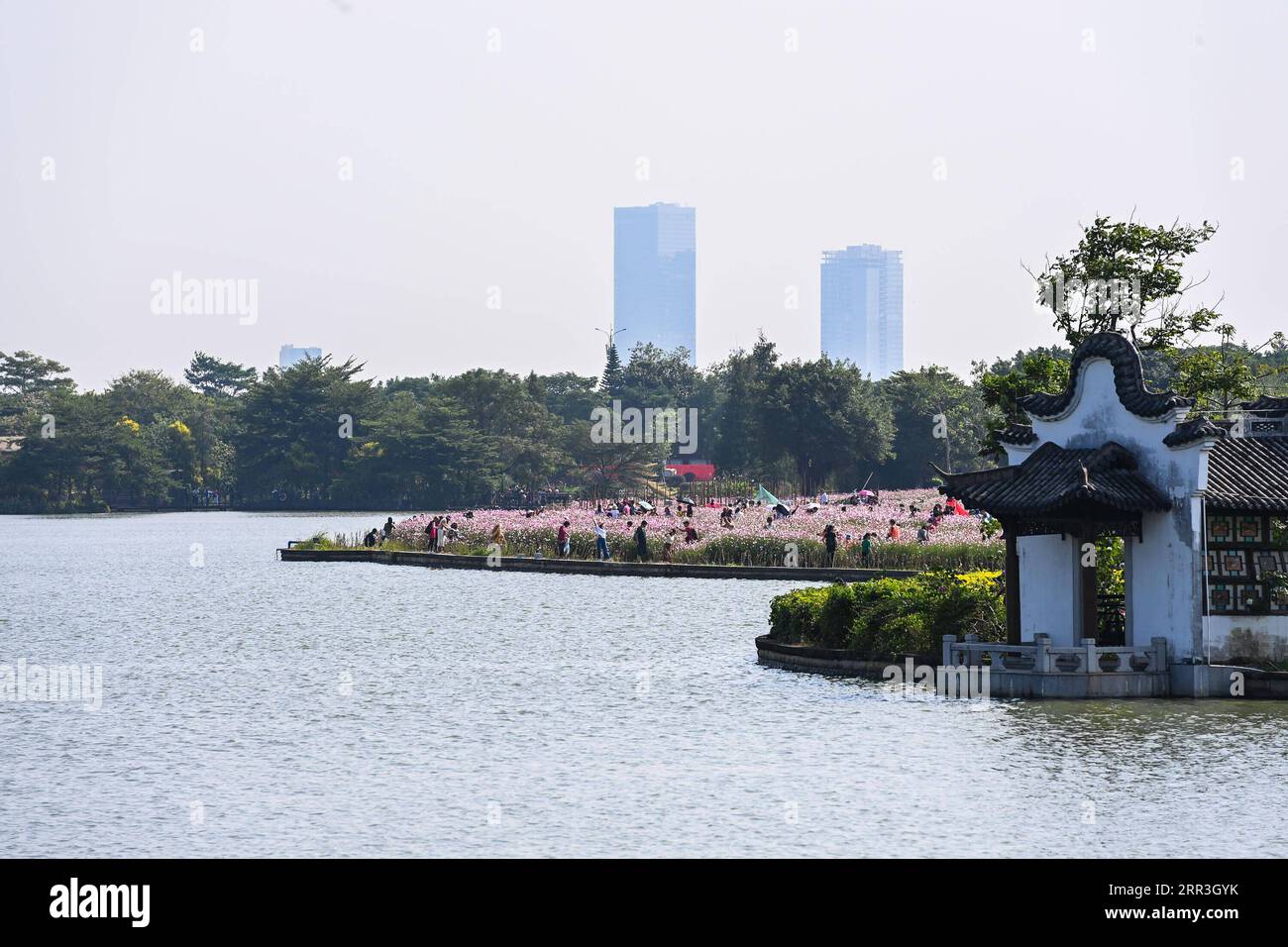 201103 -- GUANGZHOU, 3 novembre 2020 -- i turisti guardano i fiori del cosmo al Parco delle paludi di Haizhu a Guangzhou, capitale della provincia del Guangdong della Cina meridionale, 3 novembre 2020. CHINA-GUANGZHOU-COSMOS FLOWERS CN LiuxDawei PUBLICATIONxNOTxINxCHN Foto Stock