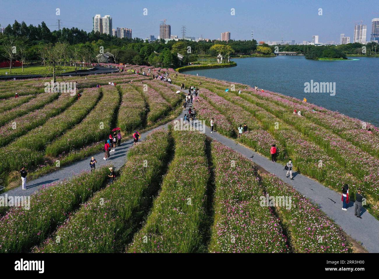 201103 -- GUANGZHOU, 3 novembre 2020 -- foto aerea scattata il 3 novembre 2020 mostra i turisti che guardano i fiori del cosmo al Parco delle paludi di Haizhu a Guangzhou, capitale della provincia del Guangdong della Cina meridionale. CHINA-GUANGZHOU-COSMOS FLOWERS CN LiuxDawei PUBLICATIONxNOTxINxCHN Foto Stock