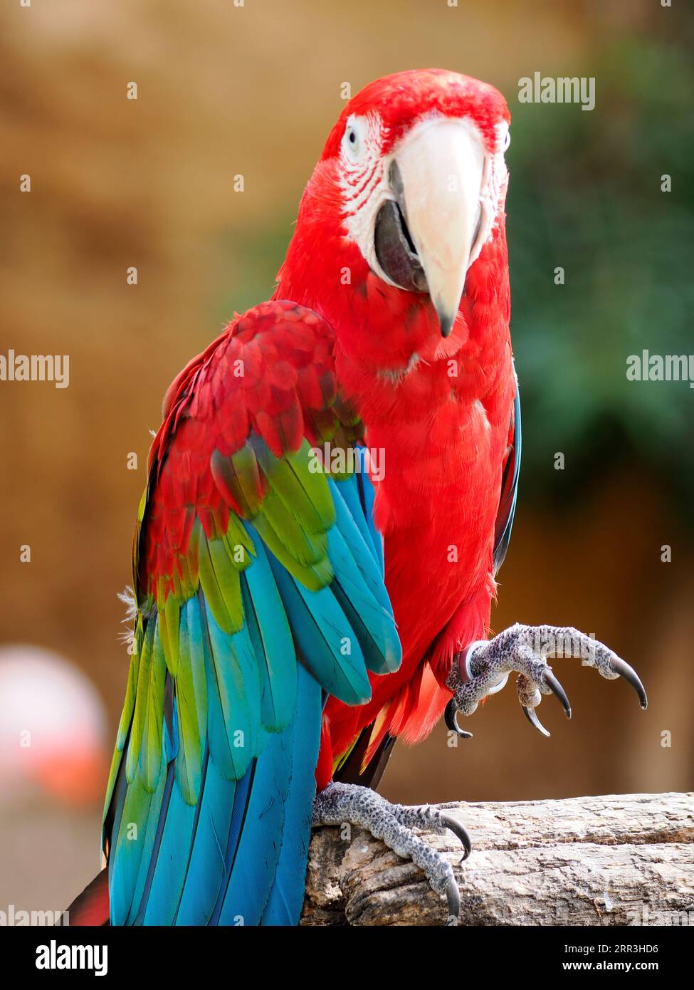 Primo piano Macaw ad ali verdi (Ara chloroptera) su un poch e vista frontale Foto Stock