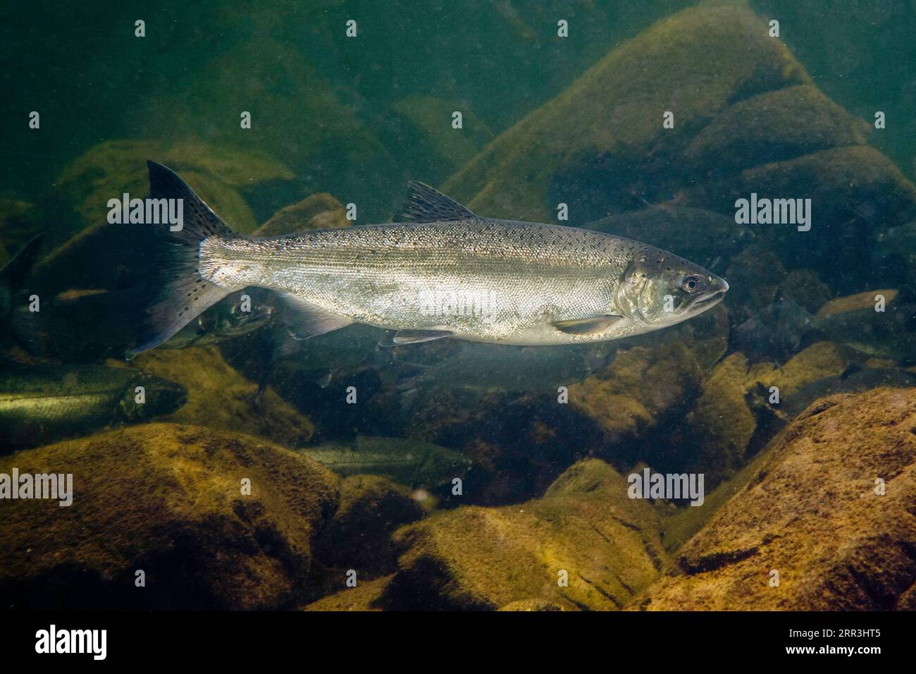 Salmone Coho adulto che mostra il suo colore argentato dell'oceano. Foto Stock