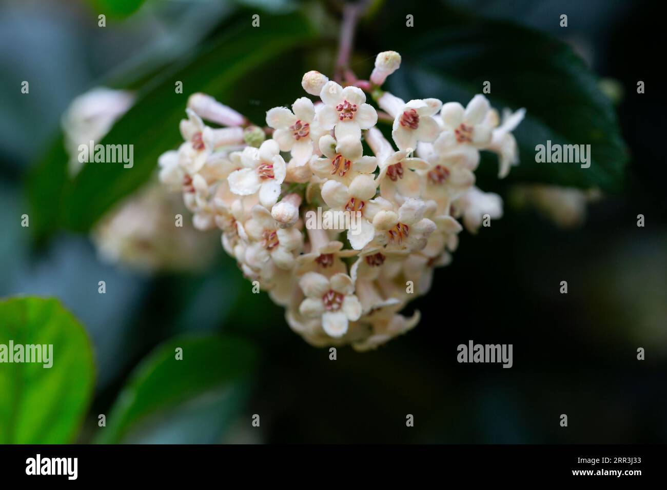 Viburnum suspensum - gruppi di piccoli fiori bianchi su un ramo, fuoco selettivo. Sfondo fiore primaverile Foto Stock
