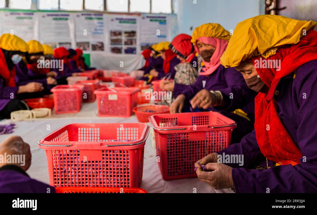 201105 -- HERAT, 5 novembre 2020 -- le donne afghane lavorano in una fabbrica di lavorazione dello zafferano nella città di Herat, Afghanistan occidentale, 4 novembre 2020. Il Ministero dell'Agricoltura, dell'irrigazione e del bestiame afghano prevede che quest'anno il paese potrebbe raccogliere 24 tonnellate di zafferano, mentre altre terre sono state coltivate con la preziosa pianta, ha detto giovedì un funzionario locale. Foto di /Xinhua AFGHANISTAN-HERAT-ZAFFERANO-PROCESSING ElahaxSahel PUBLICATIONxNOTxINxCHN Foto Stock