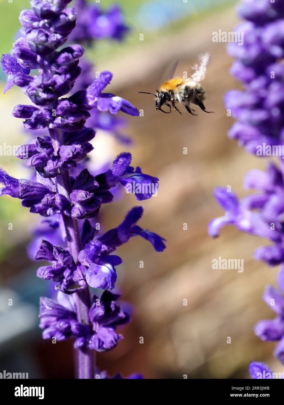 Macro arancio e nero bumblebee (Bombus Terrestris) che volano tra i fiori di salvia blu Foto Stock