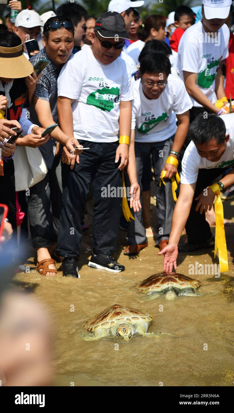 201107 -- HAIKOU, 7 novembre 2020 -- i volontari rilasciano tartarughe marine al mare nella baia di Qishui a Wenchang, nella provincia di Hainan nel sud della Cina, 7 novembre 2020. Diciannove tartarughe marine, bloccate o confiscate dalle forze dell'ordine, sono state rilasciate in mare sabato. CHINA-HAINAN-SEA TURTLE-RELEASE CN GUOXCHENG PUBLICATIONXNOTXINXCHN Foto Stock