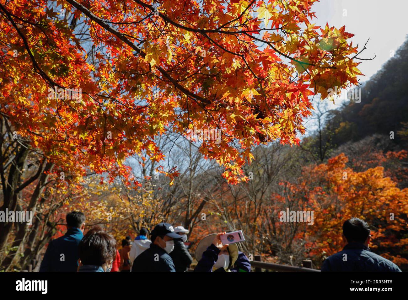 201108 -- JEONGEUP, 8 novembre 2020 -- le persone camminano sotto gli alberi di acero al Parco Nazionale di Naejangsan nella città di Jeongeup nella provincia di North Jeolla, Corea del Sud, 8 novembre 2020. Naejangsan è una popolare destinazione turistica della Corea del Sud, in particolare in autunno grazie al suo spettacolare paesaggio di aceri. COREA DEL SUD-JEONGEUP-PARK-SCENIC WangxJingqiang PUBLICATIONxNOTxINxCHN Foto Stock