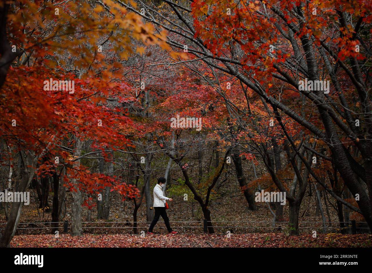 201108 -- JEONGEUP, 8 novembre 2020 -- Una passeggiata turistica sotto gli alberi di acero al Naejangsan National Park nella città di Jeongeup nella provincia di North Jeolla, Corea del Sud, 8 novembre 2020. Naejangsan è una popolare destinazione turistica della Corea del Sud, in particolare in autunno grazie al suo spettacolare paesaggio di aceri. COREA DEL SUD-JEONGEUP-PARK-SCENIC WangxJingqiang PUBLICATIONxNOTxINxCHN Foto Stock