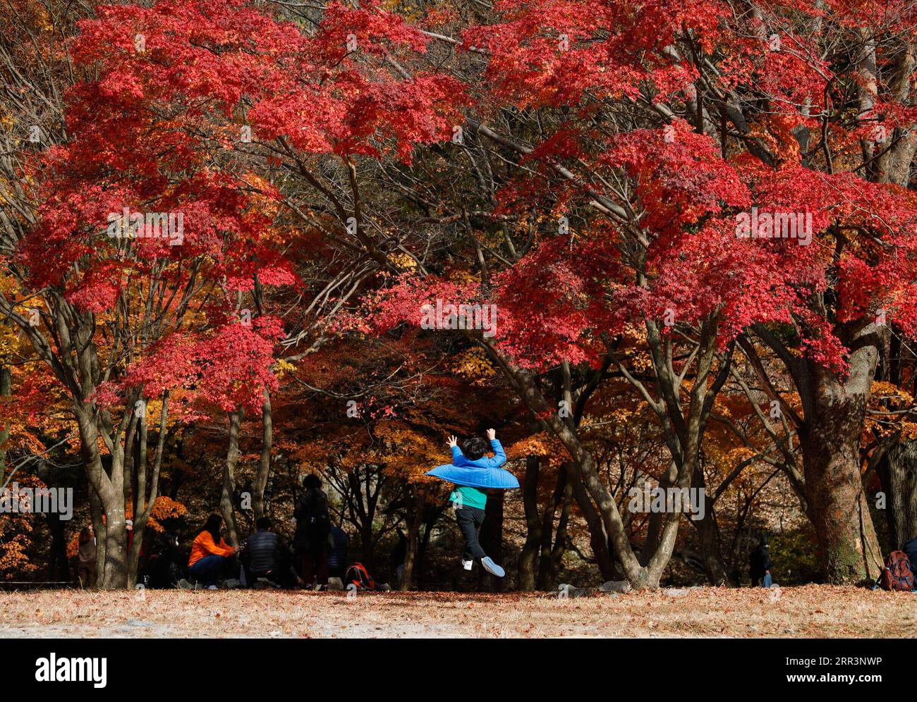 201108 -- JEONGEUP, 8 novembre 2020 -- Un ragazzo gioca sotto gli alberi di acero al Naejangsan National Park a Jeongeup City, nella provincia di North Jeolla, Corea del Sud, 8 novembre 2020. Naejangsan è una popolare destinazione turistica della Corea del Sud, in particolare in autunno grazie al suo spettacolare paesaggio di aceri. COREA DEL SUD-JEONGEUP-PARK-SCENIC WangxJingqiang PUBLICATIONxNOTxINxCHN Foto Stock