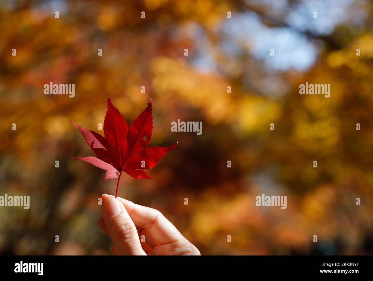 201108 -- JEONGEUP, 8 novembre 2020 -- foto scattata l'8 novembre 2020 mostra le foglie d'acero al Parco Nazionale Naejangsan nella città di Jeongeup, nella provincia di North Jeolla, Corea del Sud. Naejangsan è una popolare destinazione turistica della Corea del Sud, in particolare in autunno grazie al suo spettacolare paesaggio di aceri. COREA DEL SUD-JEONGEUP-PARK-SCENIC WangxJingqiang PUBLICATIONxNOTxINxCHN Foto Stock