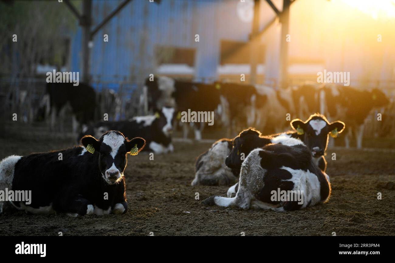 201109 -- YINCHUAN, 9 novembre 2020 -- le mucche si vedono in una fattoria della società casearia Helanshan di Ningxia State Farm vicino ai monti Helan nella regione autonoma di Ningxia Hui, 8 novembre 2020. Attualmente, ci sono 64.000 mucche in magazzino e 300.000 tonnellate di latte fresco vengono prodotte annualmente presso la società casearia Helanshan di Ningxia State Farm. CHINA-NINGXIA-DAIRY PRODUCTION CN WangxPeng PUBLICATIONxNOTxINxCHN Foto Stock