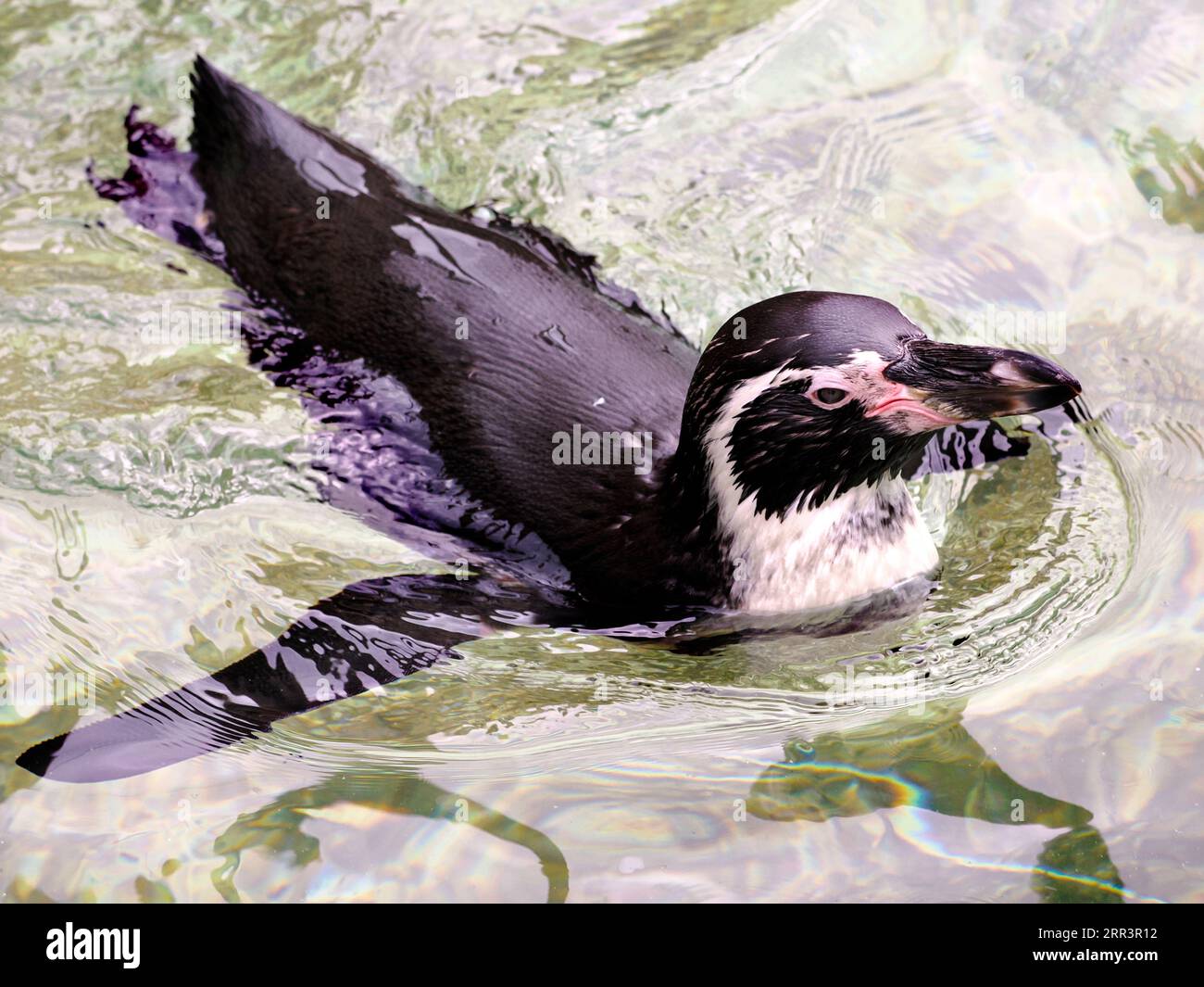 Pinguino Humboldt (Spheniscus humboldti) che nuota e visto dall'alto Foto Stock