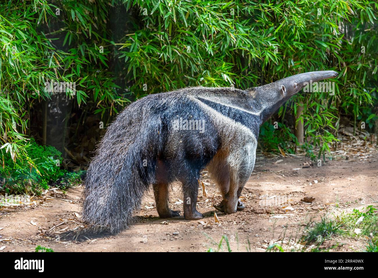 Anteater gigante, Myrmecophaga tridactyla, animale con coda lunga e naso muso di tronco Foto Stock