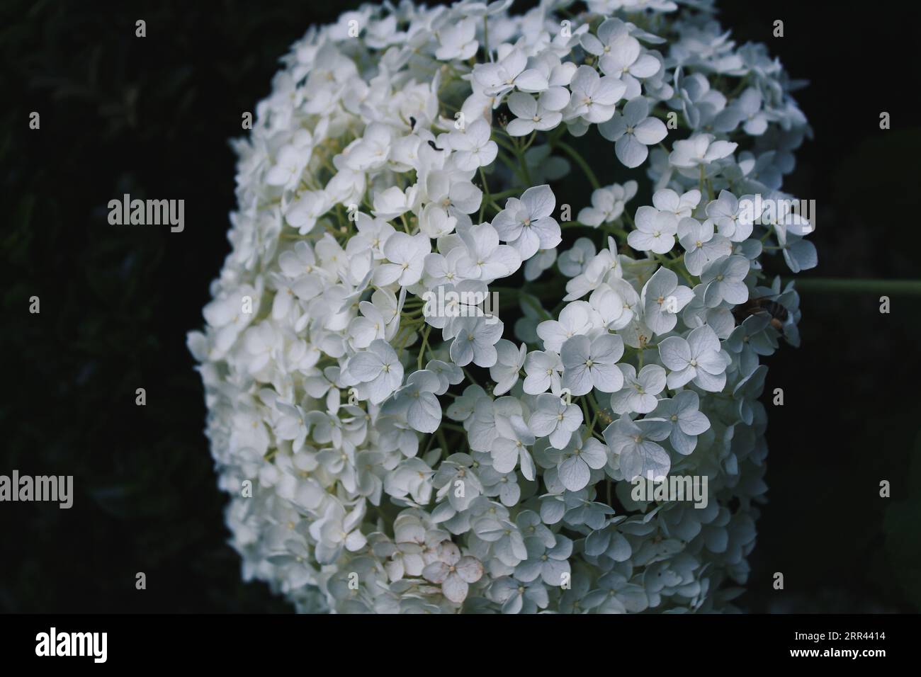 White Hydrangea Bunch Foto Stock