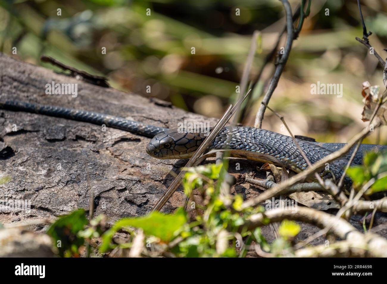 Un primo piano di un serpente indaco del Texas su erba verde Foto Stock