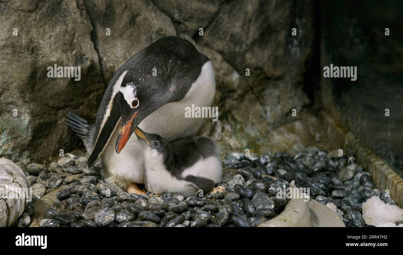 201123 -- SYDNEY, 23 novembre 2020 -- Una ragazza di pinguini è vista al Sea Life Aquarium di Sydney, Australia, 22 novembre 2020. L'Acquario ha annunciato la nascita di una covata di pinguini di Gentoo domenica, con il più antico che entra nel mondo a metà ottobre, mentre il più giovane si è schierato solo due settimane fa. AUSTRALIA-SYDNEY-PINGUINI APPENA NATI BaixXuefei PUBLICATIONxNOTxINxCHN Foto Stock