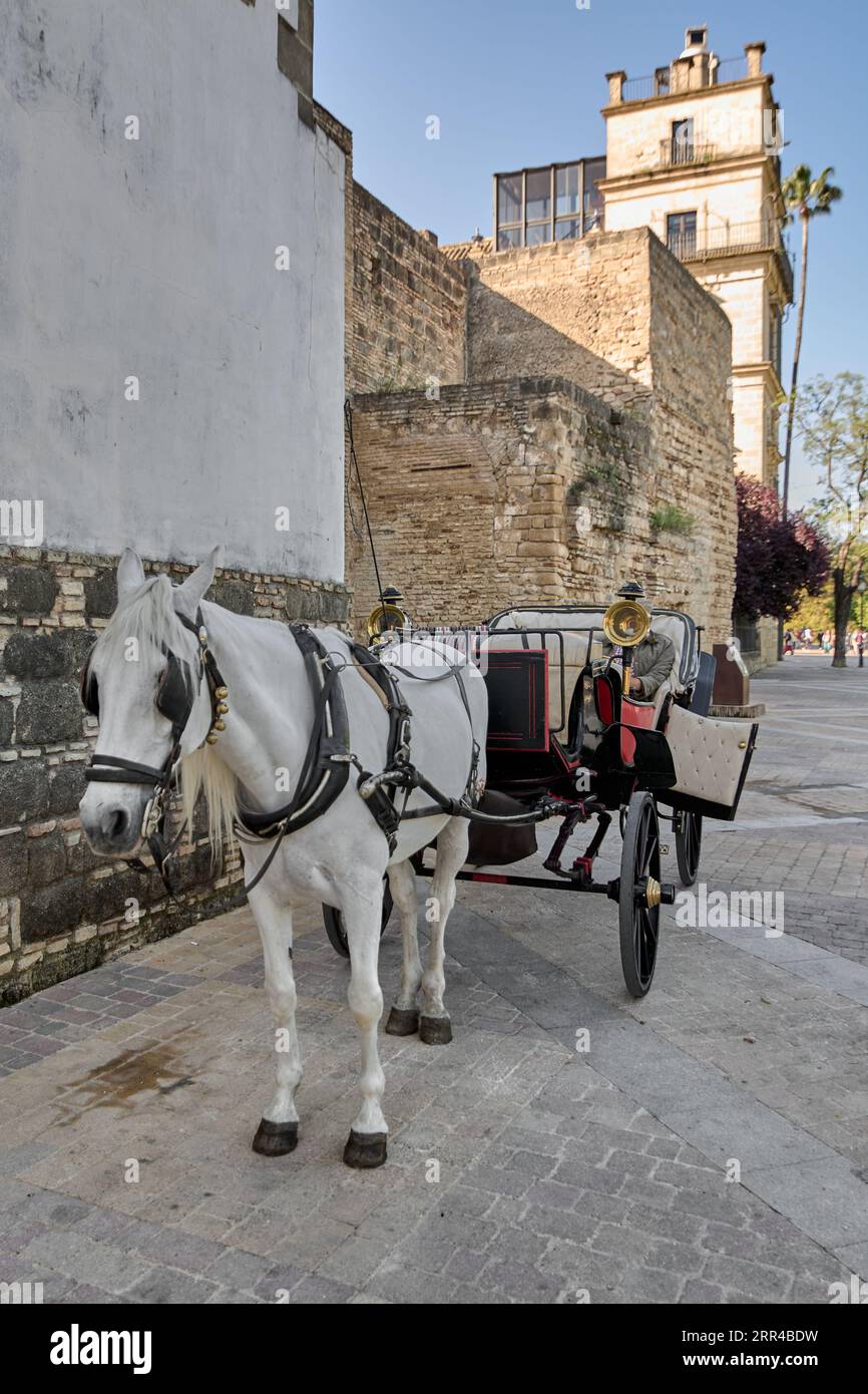 Cavallo bianco di Jerez da una carrozza trainata da cavalli a Jerez de la Frontera, Andalusia, Spagna Foto Stock