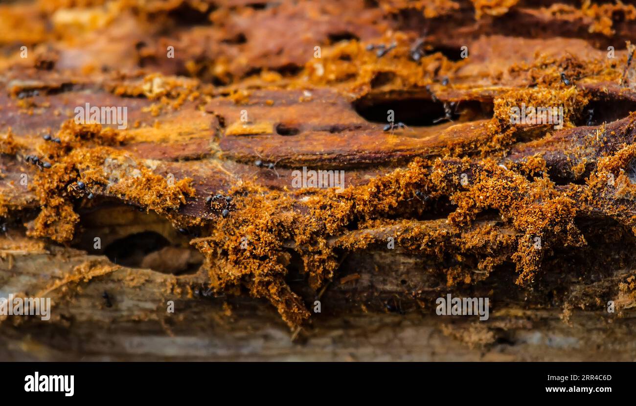 Formica da falegname nera (Camponotus vagus). Le formiche preferiscono gli alberi decidui nelle foreste umide. Tronco di aspen mangiato ANT con numerosi passaggi e legno masticato Foto Stock