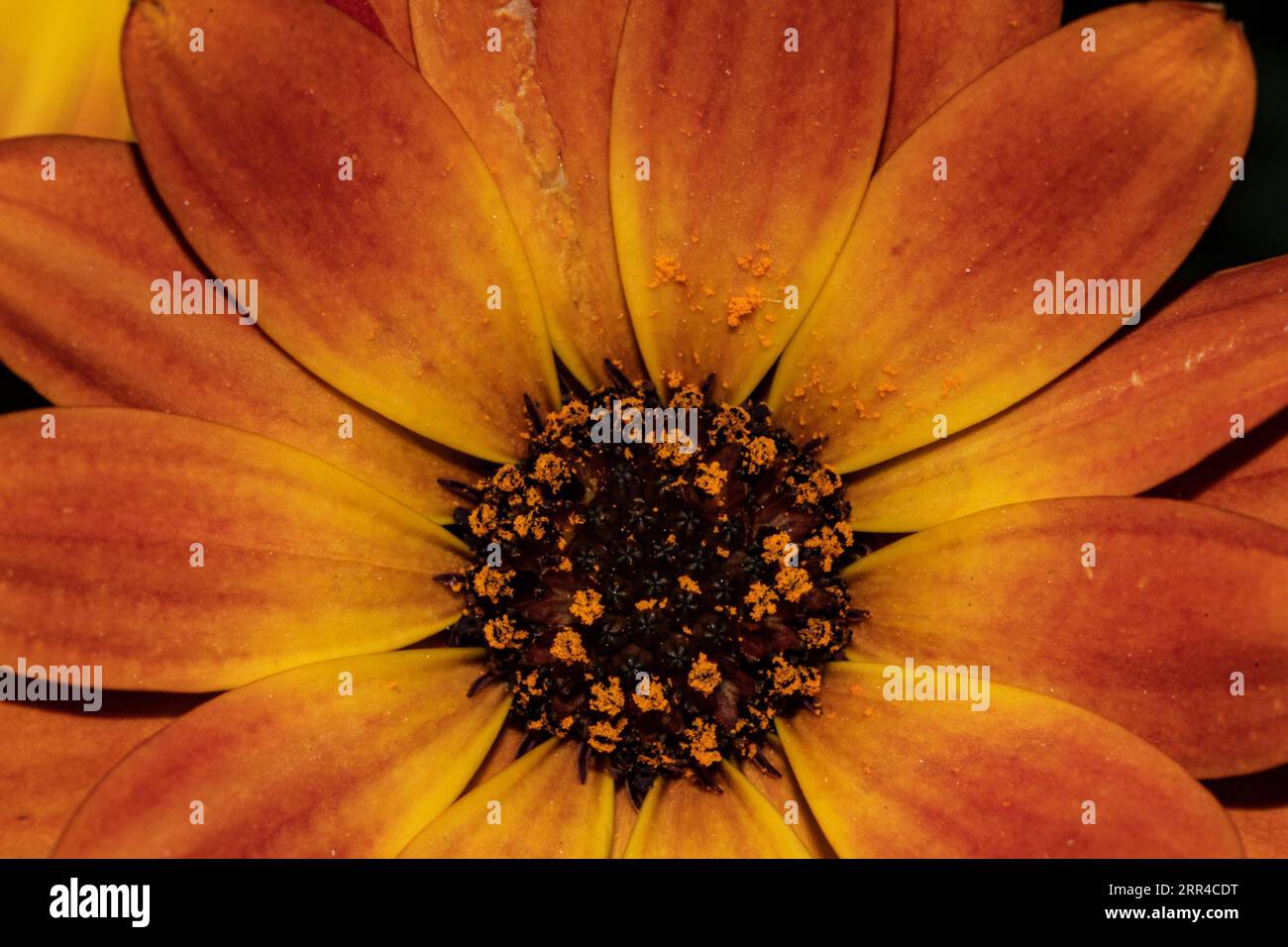 Fiore Marigold in primo piano Foto Stock