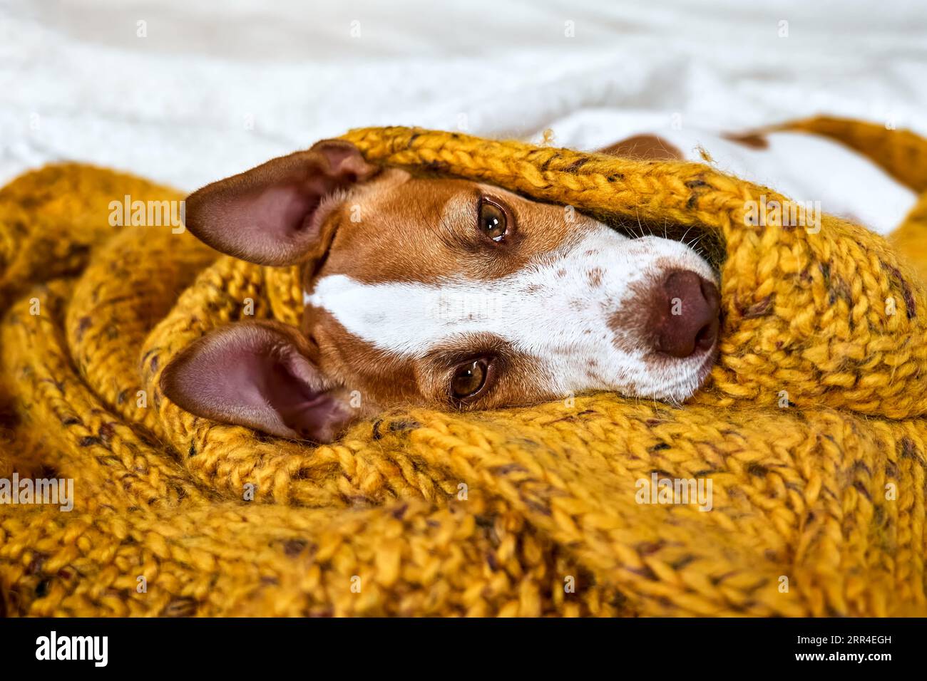 Il cucciolo di Jack russell Dog terrier si rilassa su una coperta a maglia gialla. Piccolo e divertente cane bianco e marrone sonnacchioso. Concetto di casa accogliente, comfort, Warmt Foto Stock