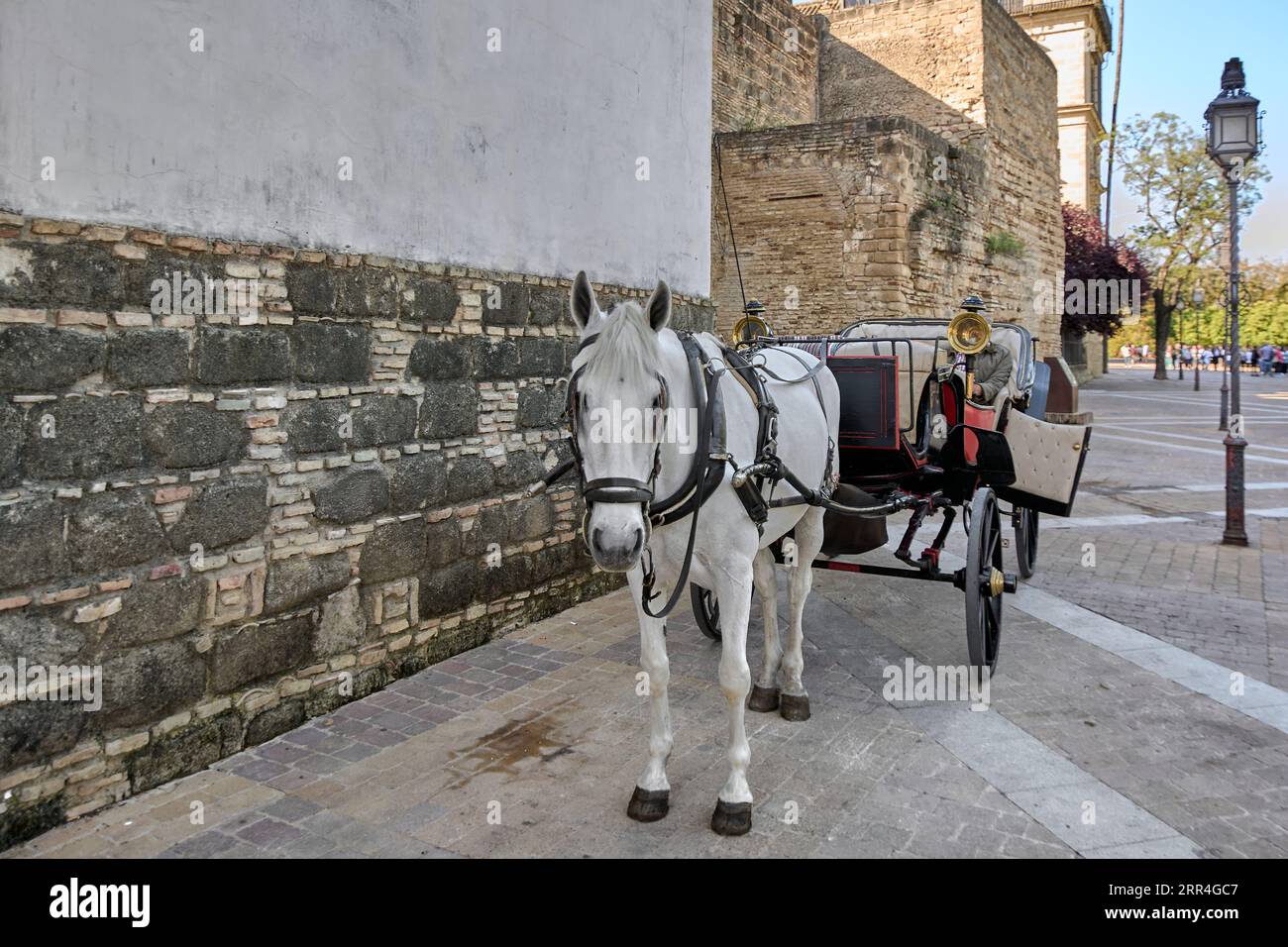 Cavallo bianco in carrozza trainata da cavalli a Jerez de la Frontera in Andalusia, Spagna. Foto Stock
