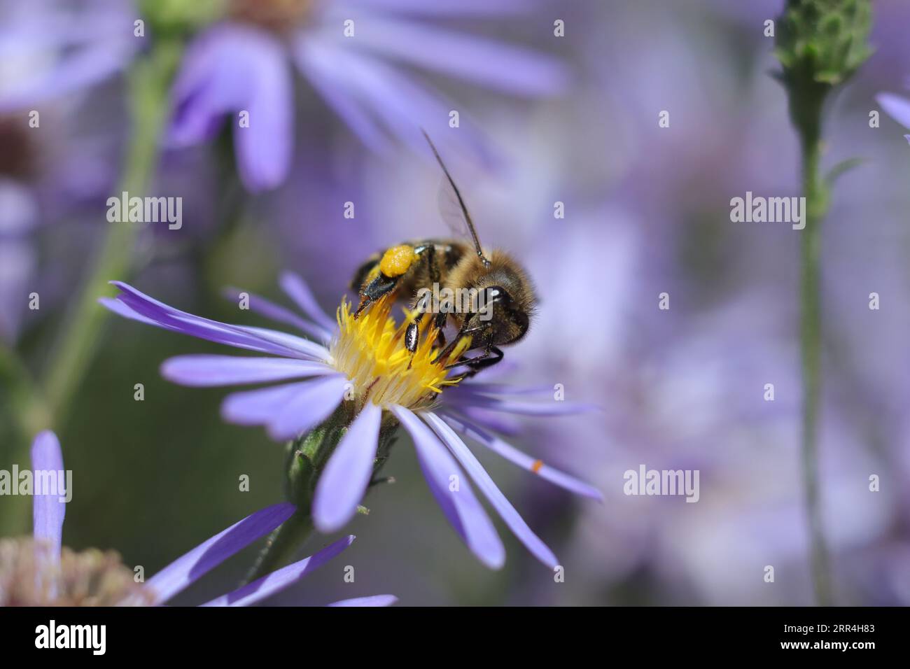 Abeille domestique (Apis mellifera) Foto Stock