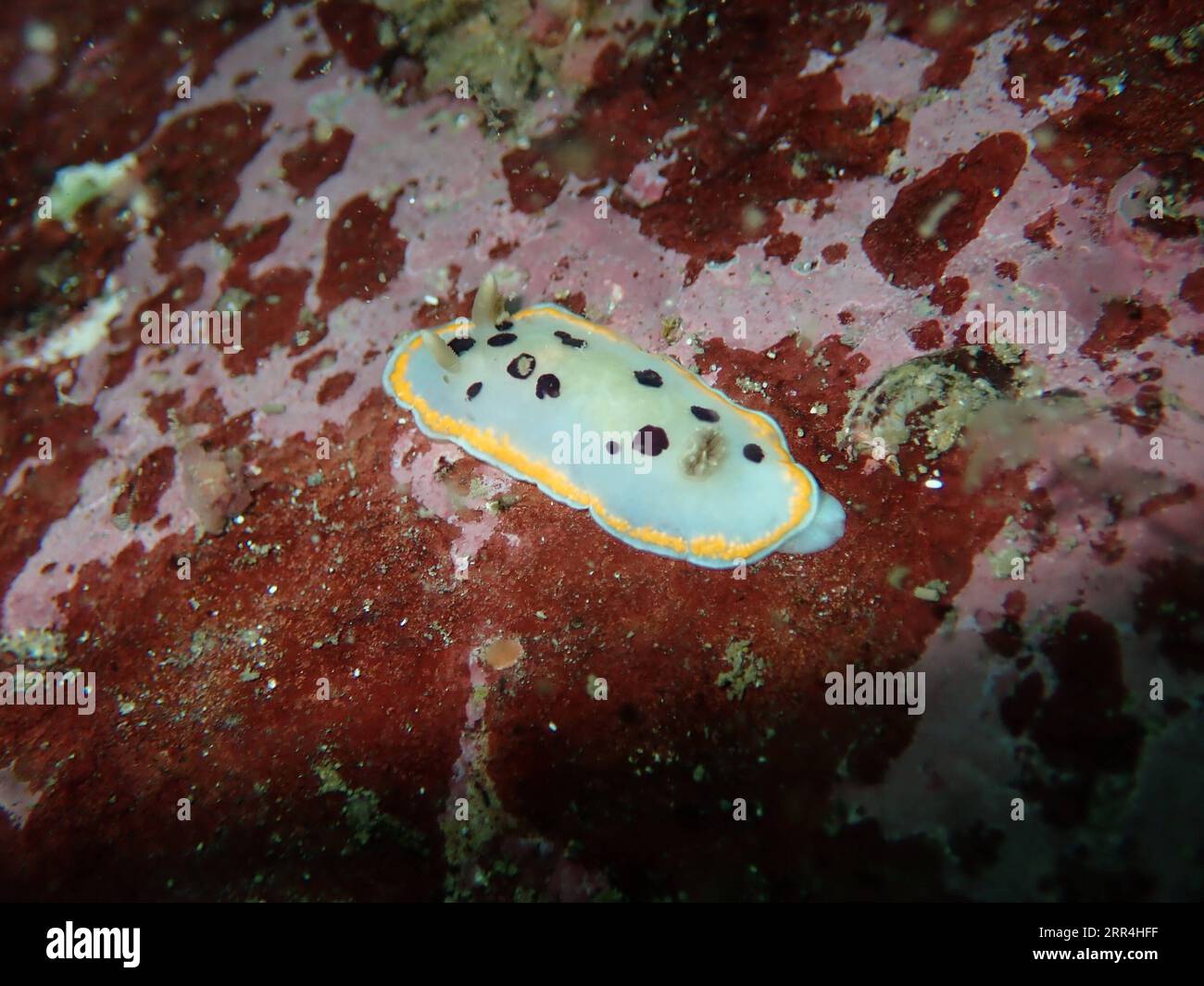 201205 -- HONG KONG, 5 dicembre 2020 -- foto scattata il 5 dicembre 2020 mostra una specie indicatrice, nudibranca, nella diga orientale del lago artificiale di High Island a Hong Kong, Cina meridionale. Il Dipartimento Agricoltura, pesca e conservazione del governo HKSAR di Hong Kong ha annunciato sabato che il Reef Check di quest'anno ha dimostrato che i coralli locali sono generalmente in condizioni sane e stabili e che la diversità delle specie rimane sul lato alto. CHINA-HONG KONG-CORAL REEF CHECK CN XINHUA PUBLICATIONXNOTXINXCHN Foto Stock