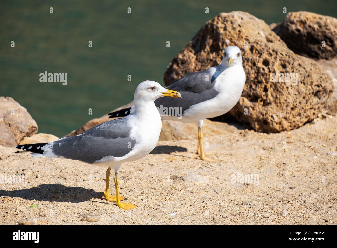 In una scena tranquilla, due gabbiani riposano sulle sabbie dorate dell'isolata spiaggia di Shuwmamiyah, Oman. La spiaggia incontaminata, adagiata sul mare Arabico Foto Stock