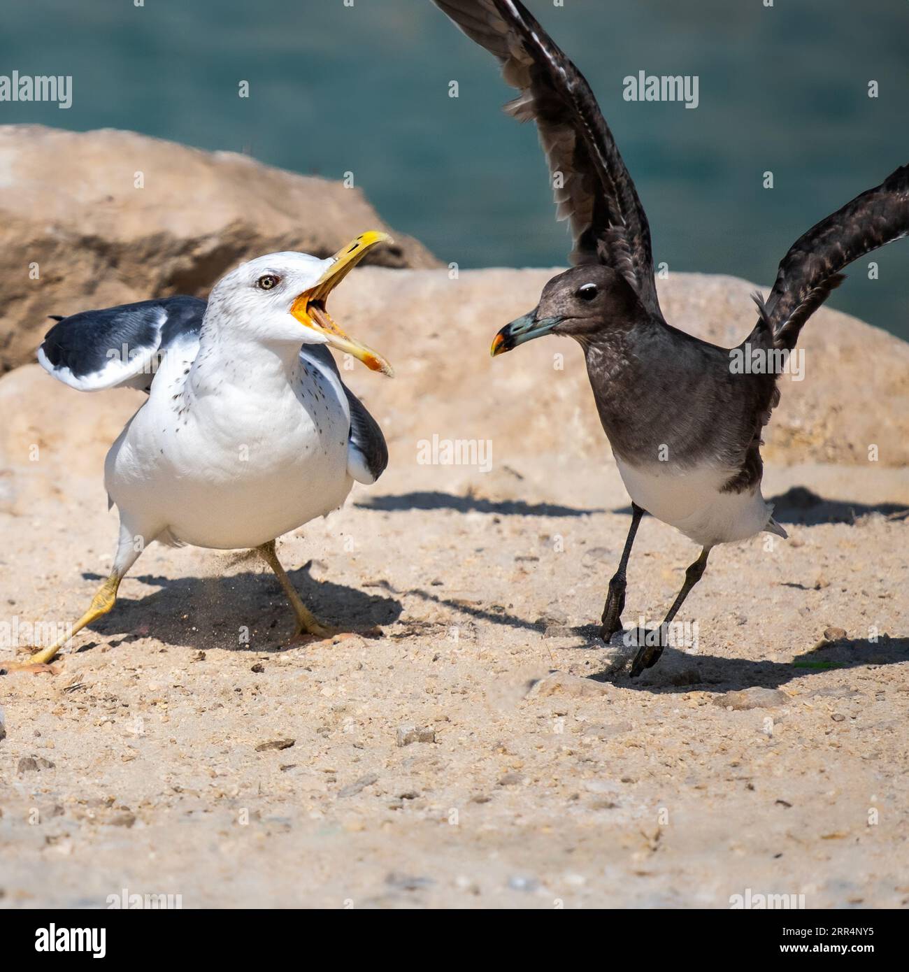 In una scena tranquilla, due gabbiani combattono per qualcosa sulle sabbie dorate dell'isolata spiaggia di Shuwmamiyah, dhofar, oman, oman del sud. Foto Stock