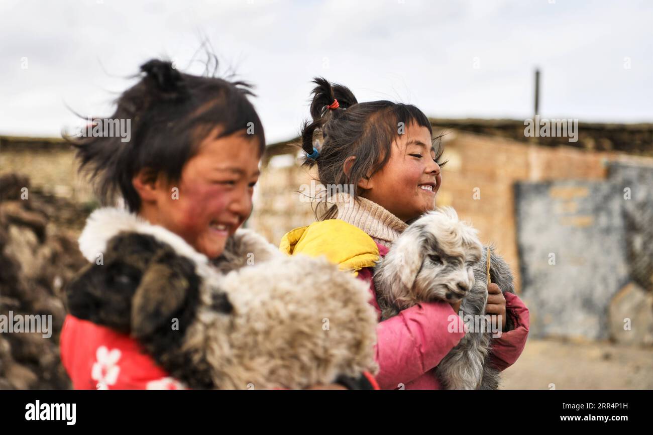 201210 -- LHASA, 10 dicembre 2020 -- i bambini tengono agnelli nella municipalità di Pumaqangtang della contea di Nagarze nello Shannan, regione autonoma del Tibet del sud-ovest della Cina, 15 aprile 2020. Pumaqangtang, la città più alta della Cina, ha un'altitudine media di 5.373 metri, con livelli di ossigeno inferiori al 40% a livello del mare. Gli abitanti del villaggio vivevano in case di roccia senza elettricità, acqua corrente, verdura o frutta disponibili. Tali condizioni di vita duri continuarono fino agli anni '1970 Al giorno d'oggi, tutti gli abitanti del villaggio di Pumaqangtang si sono trasferiti in residenze migliori. Rispetto al passato, il nuovo Brick-conc Foto Stock