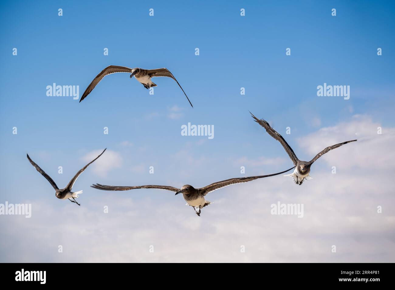 La spiaggia incontaminata, adagiata sul Mar Arabico, offre una fuga pittoresca. La fuga pacifica di questi gabbiani si uniscono per creare bellezza Foto Stock