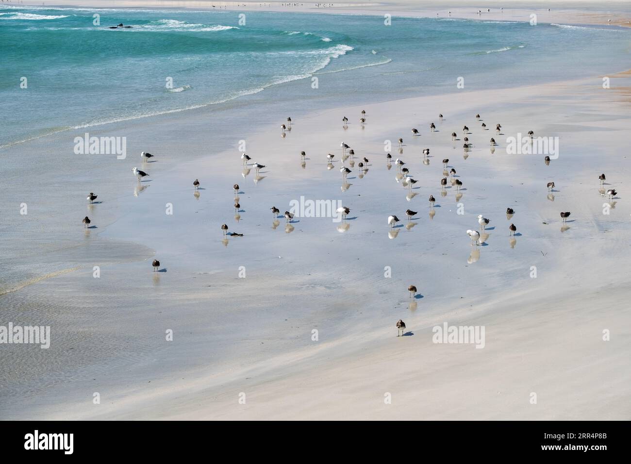 In una scena tranquilla, un gruppo di gabbiani riposa sulle sabbie dorate dell'isolata spiaggia di Shuwmamiyah, Oman. La spiaggia incontaminata, adagiata sulla costa Foto Stock