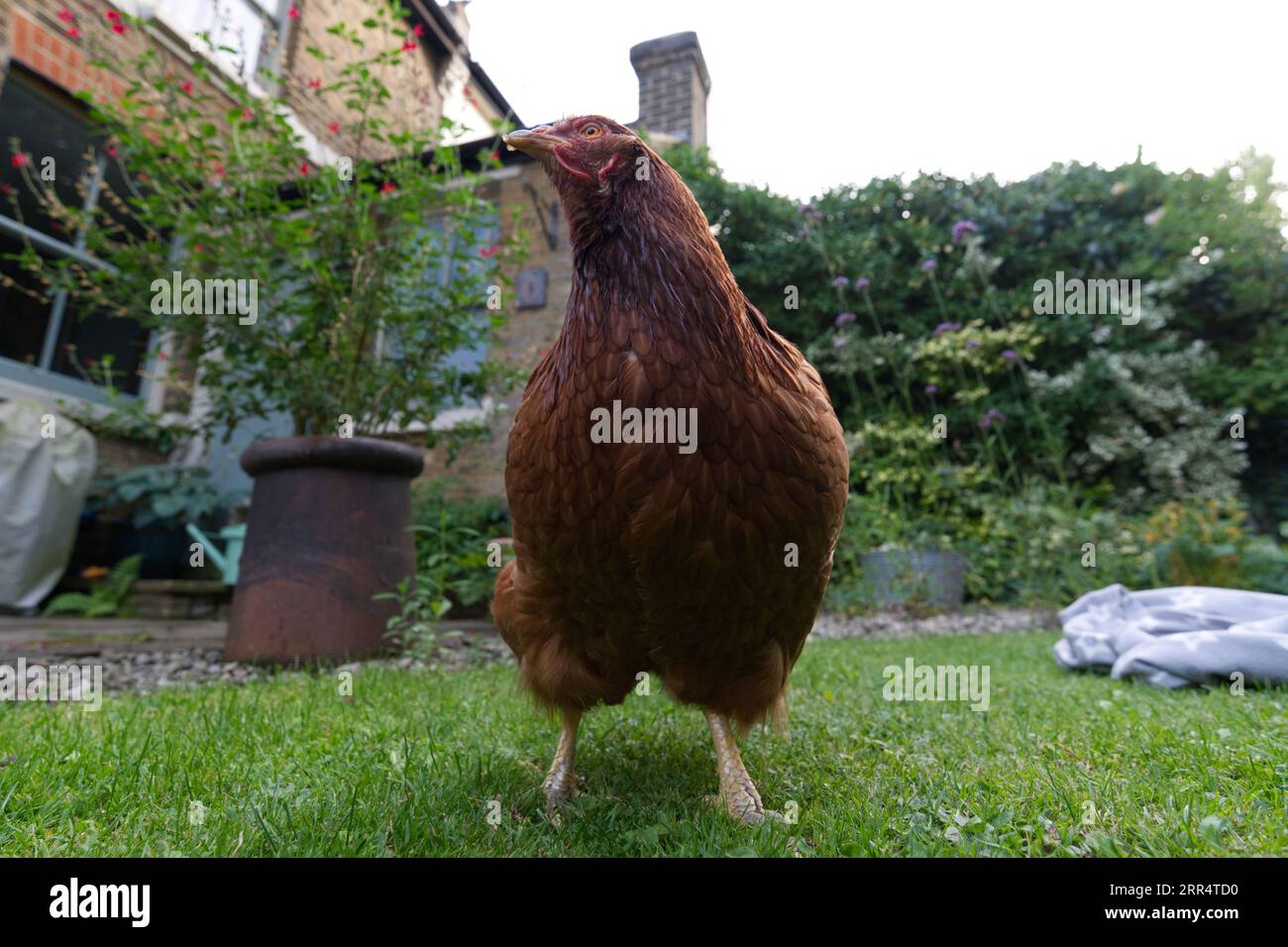 curioso pollo da compagnia in un giardino Foto Stock