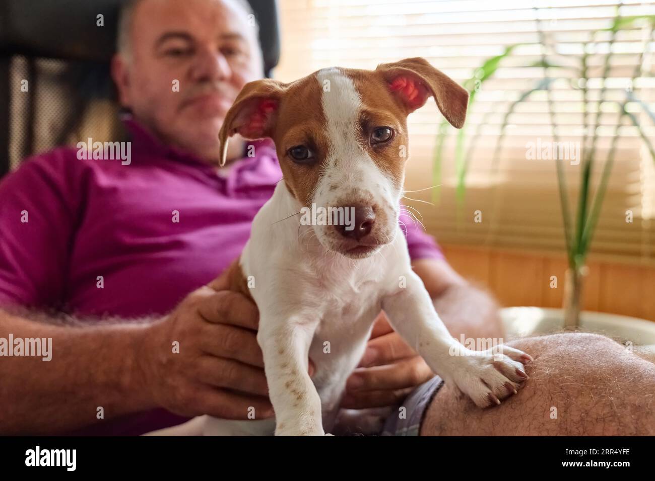 Jack Russell terrier cucciolo seduto sul grembo di un uomo barbato di mezza età al coperto. Simpatico cane bianco e marrone che passa del tempo con il proprietario a casa. Cane Foto Stock Jack Russell terrier cucciolo seduto sul grembo di un uomo barbato di mezza età al coperto. Simpatico cane bianco e marrone che passa del tempo con il proprietario a casa. Cane Foto Stock