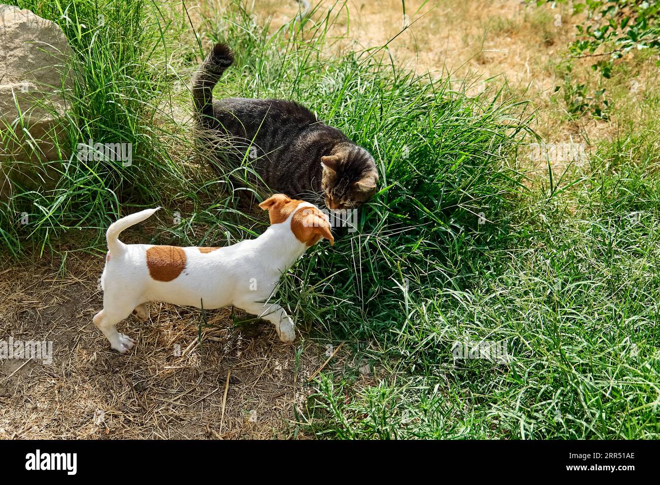 Jack Russell terrier cucciolo che gioca con il gatto tabby all'aperto. Adorabile carino bianco con divertenti macchie di pelliccia marrone divertendosi con il gattino grigio in verde Foto Stock