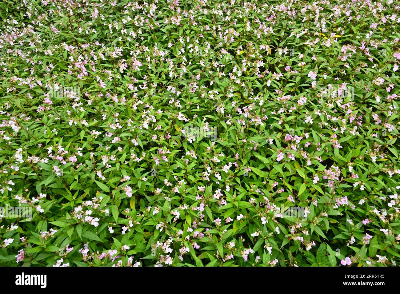Il balsamo himalayano (Impatiens glandulifera) è una specie invasiva di piante che cresce nel Galles del Nord, Regno Unito Foto Stock