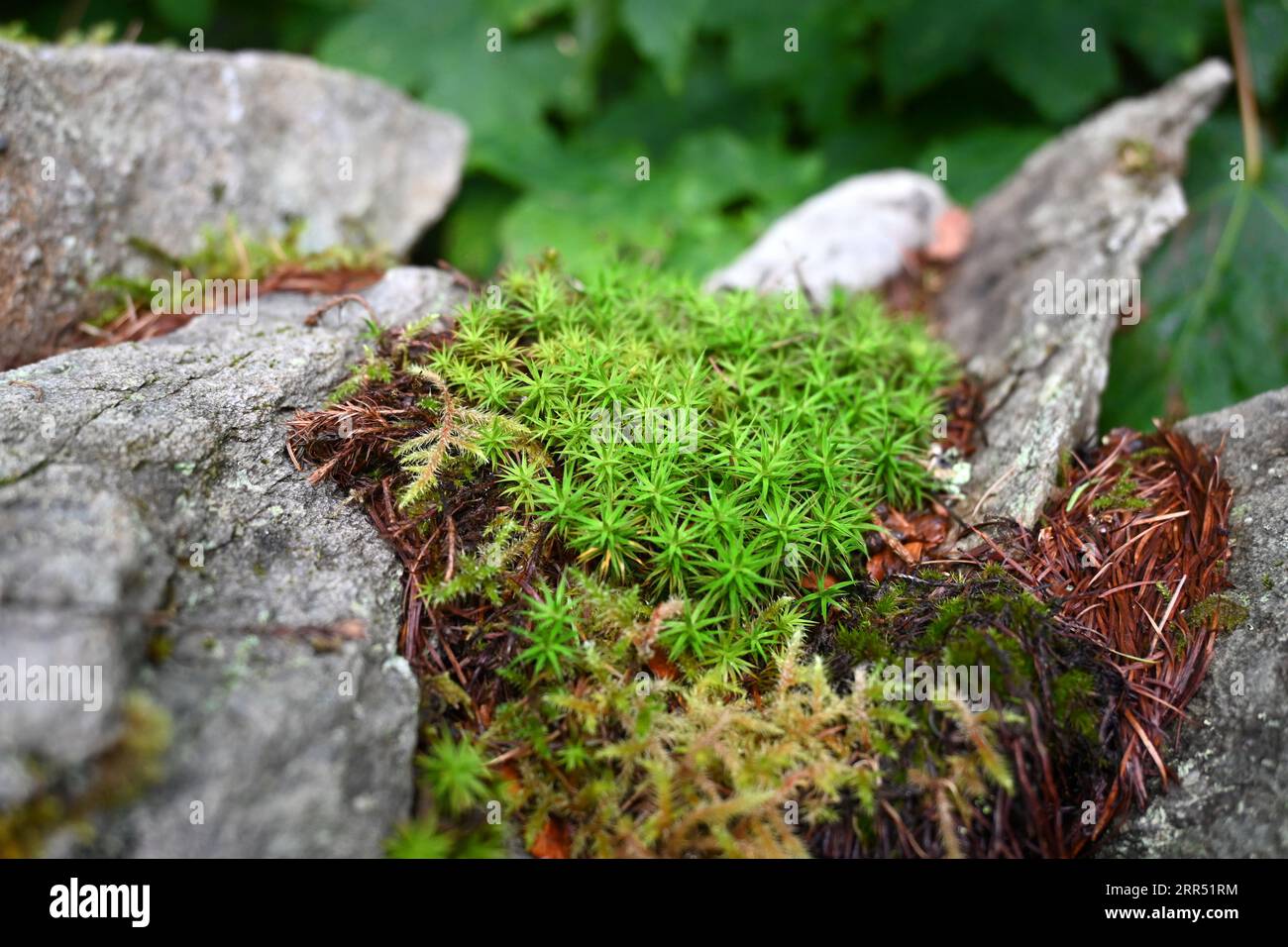 Bank Haircap Moss (Polytrichum formosum) cresce su un muro di pietra nel Galles del Nord in estate Foto Stock