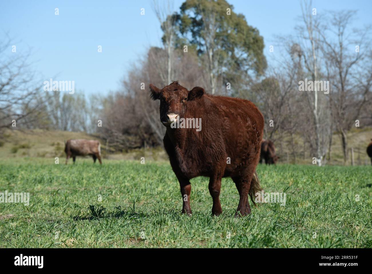 Bestiame nella contea argentina, provincia di la Pampa, Patagonia, Argentina. Foto Stock